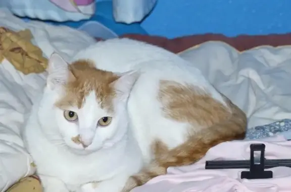 Gato Perdido en Sevilla: Blanco y Canela