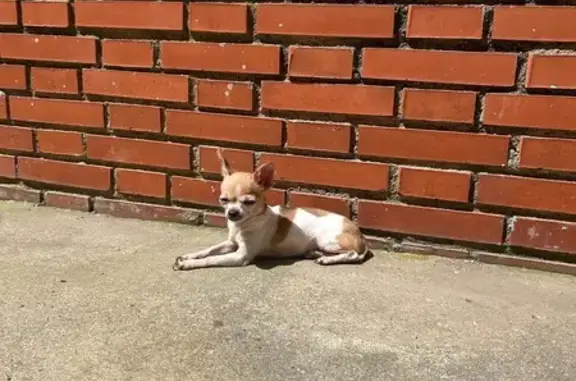 Chihuahua Perdida en Córdoba: Blanca y Marrón
