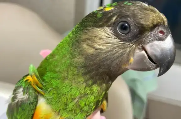 Loro YouYou Perdido en Balerma: Ayuda Urgente