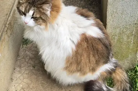 Chat perdu à Brantôme : Minette 10 ans - photo