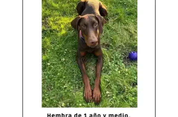 Perro Marrón Perdido en C. de los Morales