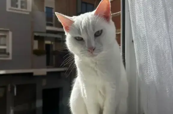 Gata Blanca Perdida en Zaragoza: Ojos Verdes
