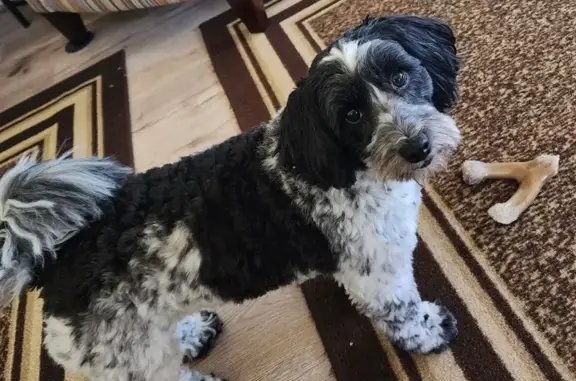 Lost Coton de Tulear in Prattville Area