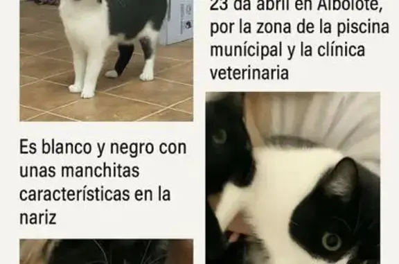 ¡Gato Blanco y Negro Perdido en Albolote!