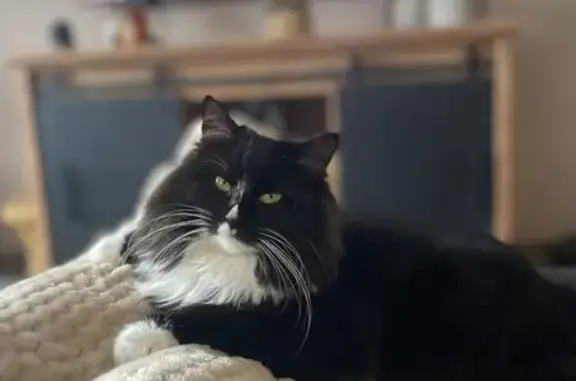 Chatte noire et blanche perdue à Fouquières - photo