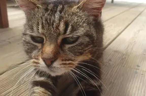 Animaux trouvés Nouvelle-Aquitaine, photo: Chat tigré affamé trouvé à Lacanau
