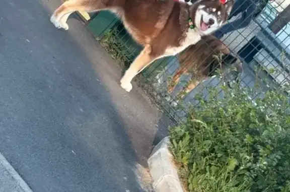 Chien trouvé sociable à Prouvy (Hauts-de-France) - photo