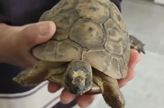 Animaux perdus , photo: Tortue Hermann mâle perdue à Estillac