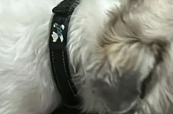 Perro Blanco con Manchas Perdido en Vallarta