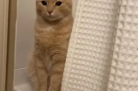 Lost Cat: Light Orange, Green Eyes, KC