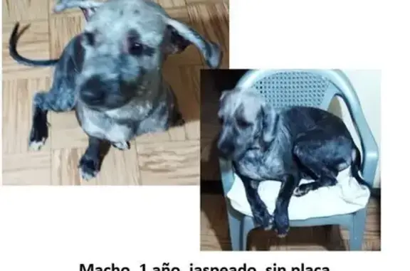 Perro Perdido: Mix Labrador Jaspeado en CDMX