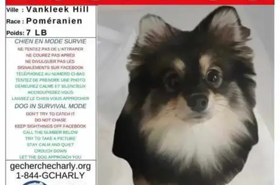 Friendly Lost Dog: Spot & Report Only