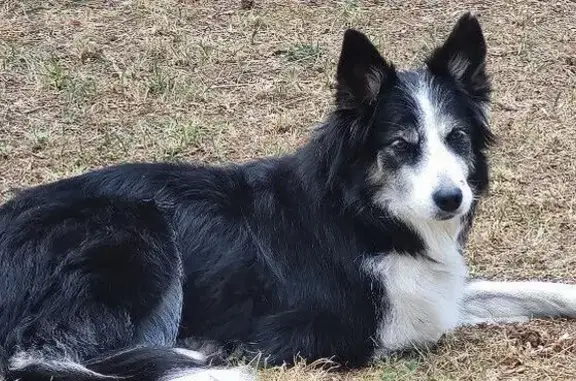 Chienne border collie 14 ans perdue Irigny - photo
