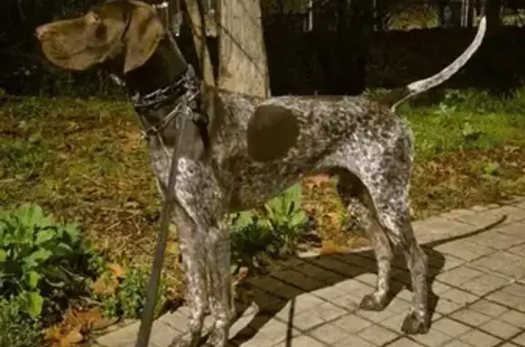 Perro Perdido: Max, Braco Alemán Dócil