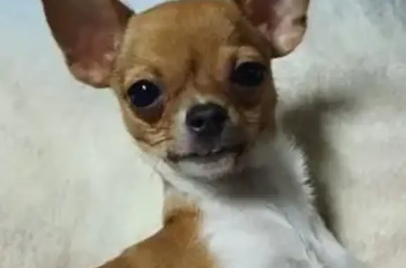 Chihuahua Marrón Perdido en Zaragoza