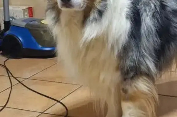 Chien perdu Nogent-le-Bas, photo : Chien Bleu Merle perdu à Nogent