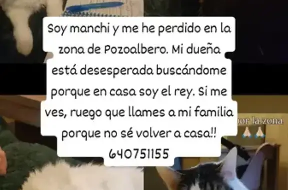 Gato Perdido: Blanco con Manchas en Jerez
