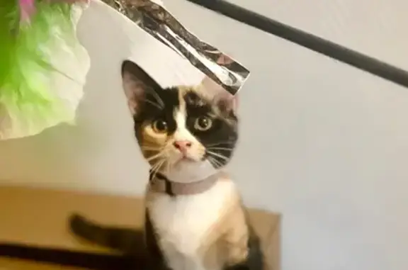 Chat perdu, Le Mans, photo: Chatte calico perdue, peureuse et pucée