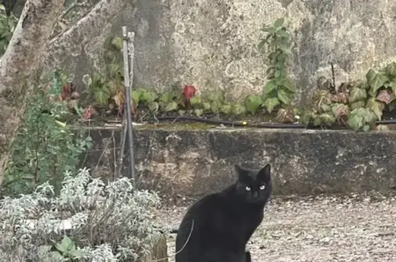 Chat trouvé Rognes, photo: Chat noir perdu, craintif, Rognes