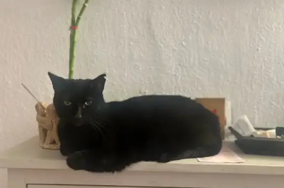 Gata negra perdida en Alhaurín de la Torre