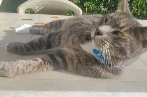 Animaux perdus Canéjan, photo: Chat tigré gris-blanc perdu, collier bleu