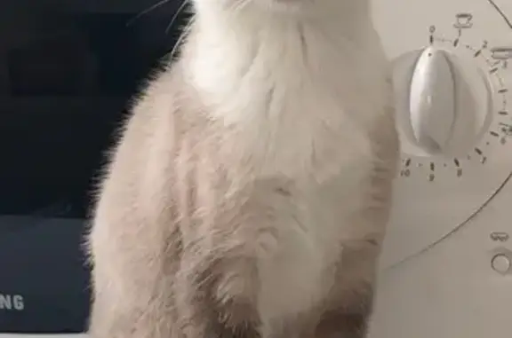 Chatte perdue à Concarneau - photo
