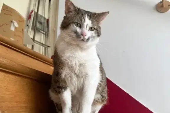 Animaux perdus Aulnay-sous-Bois, photo: Gros chat rasé perdu à Aulnay-sous-Bois