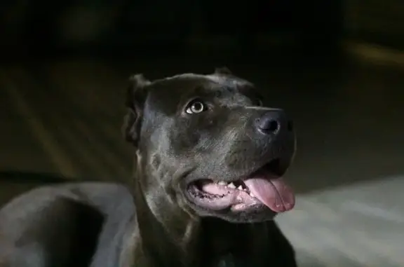 cachorro desaparecida