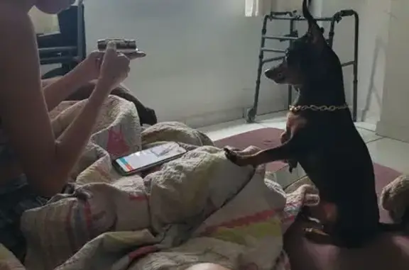 cachorro desaparecida