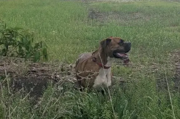 Found: Male Brindle Boxer in Grove City