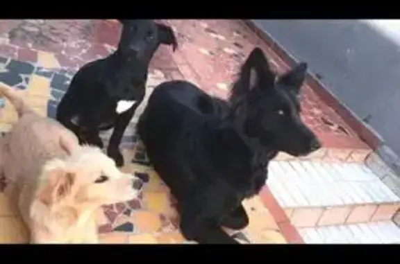 cachorro desaparecida
