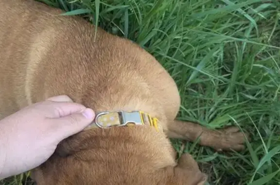 Found: Female Brown Pitt Mix in Grove City