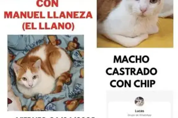 ¡Ayuda a encontrar a Lucas, gato perdido!