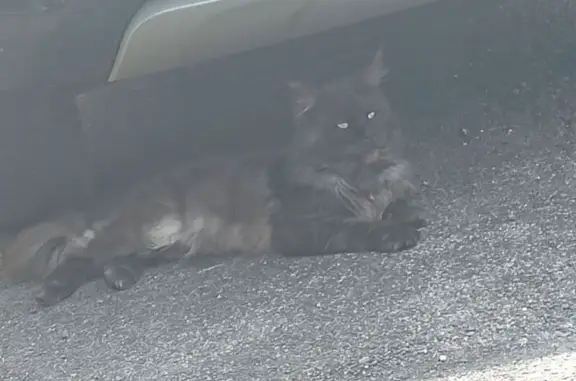 Animaux trouvés , photo: Chatte Maine Coon noir et blanc trouvée
