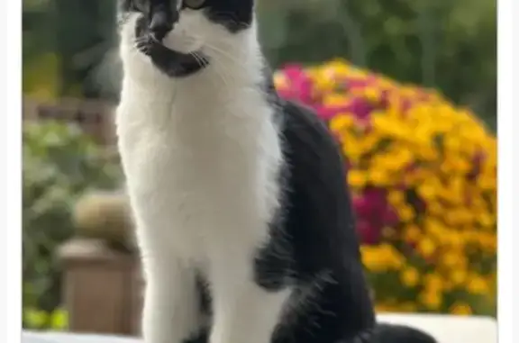 Chat perdu avec ligne blanche sur le front - photo