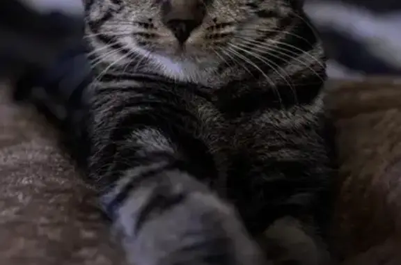 Chat perdu, Le Mans, photo: Chatte perdue, craintive mais câline, Le Mans