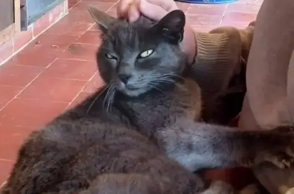 Animaux trouvés , photo: Chatte grise trouvée à Bellegarde