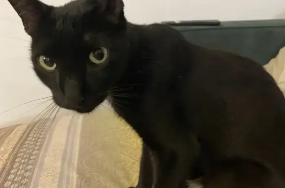 Gato Negro Perdido en Facinas: Mancha Blanca