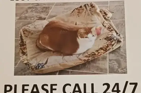 Lost Yellow Cat: East Naomi St, Indy