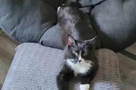 Lost Tuxedo Cat Wybie Near St. Charles
