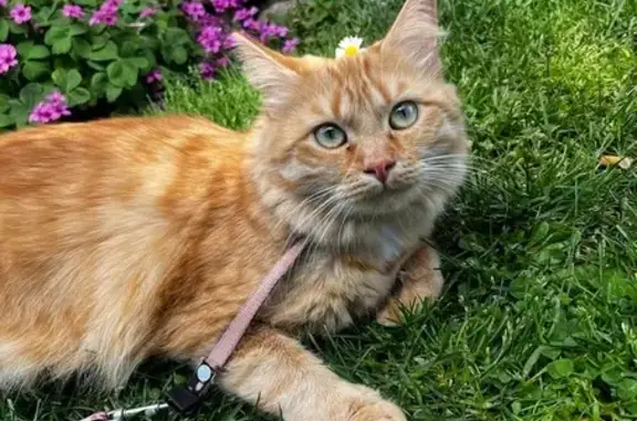 Chatte rousse perdue à Saint-Céré - photo