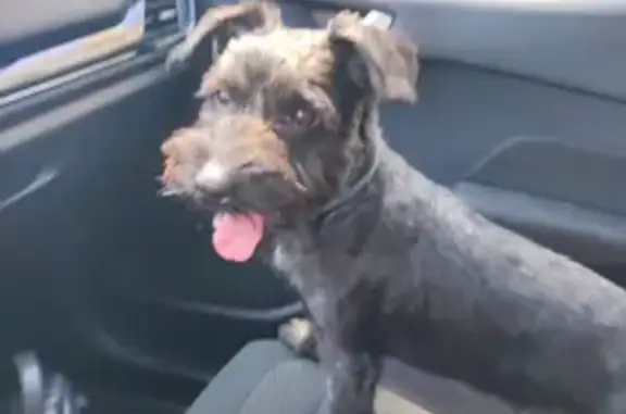 Chien trouvé , photo: Petit chien noir trouvé à Marseille 11e