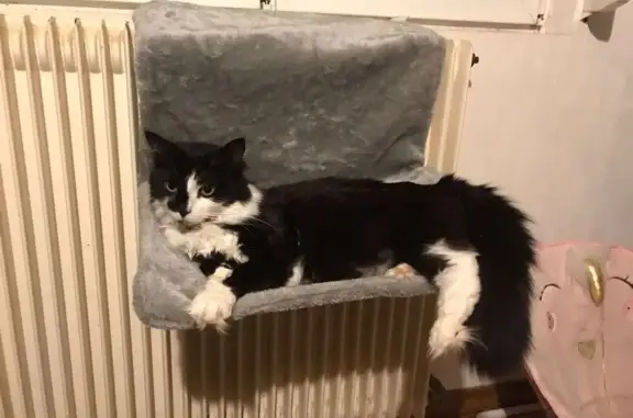Animaux perdus Vaucouleurs, photo: Chatte perdue, noire et blanche, Vaucouleurs
