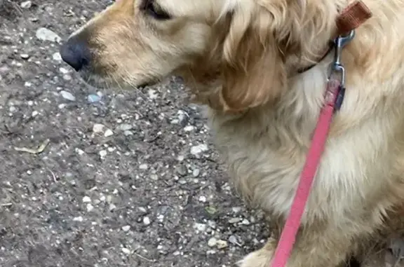 Chien trouvé , photo: Golden Retriever trouvée, clinique La Condamine