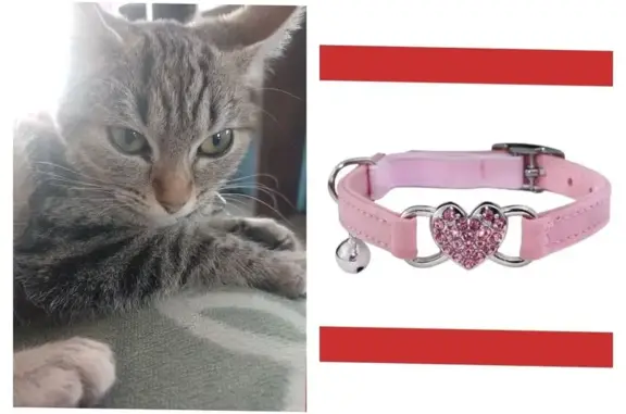 Se Busca: Gatita Dócil con Collar Brillante