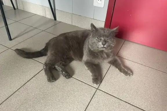 Chat trouvé à Saint-Martin-d'Aubigny - photo