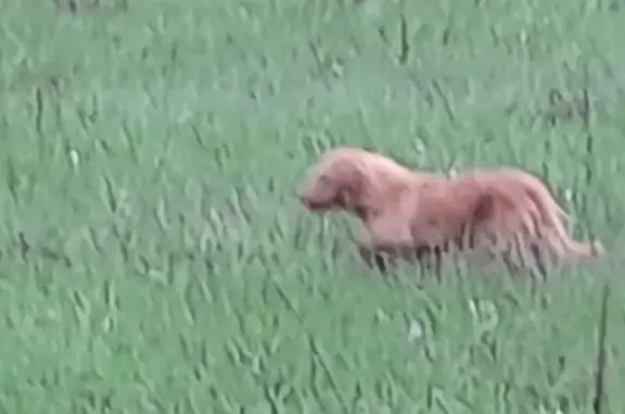 Animaux trouvés , photo: Chien beige errant près du Sinepy, Roissard