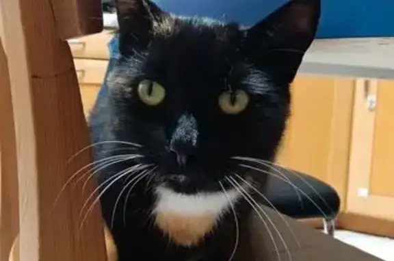 Chat perdu, Roubaix, photo: Chatte perdue, fine, pattes blanches, Roubaix