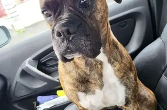 Chien trouvé Bourges, photo: Boxer bringée trouvée Rue Louis Mallet, Bourges