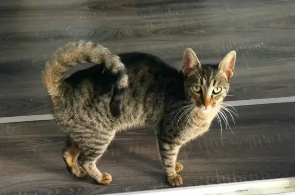 Chat perdu, Lourdes, photo: Chatte perdue, tigrée grise, Lourdes
